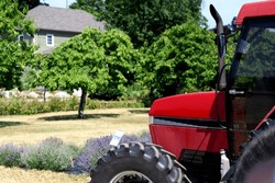 Lavender Farm. Red Tractor. Equipment. Harvest. Crop. Rural. Country. Countryside. Farmhouse House Home Residence. Fruit Trees. Agriculture. Farming. Field. Summer. Sunny Day. 