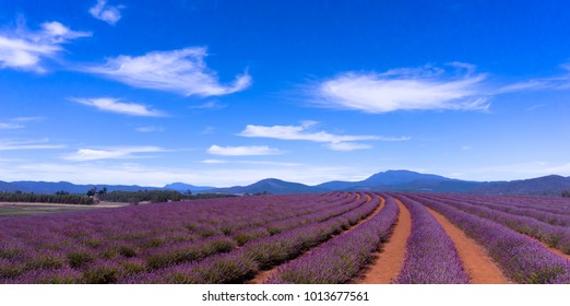 Lavender Farm In Tasmania