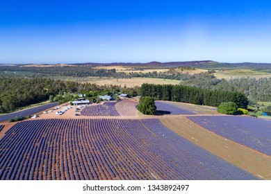 Lavender Farm Tasmania