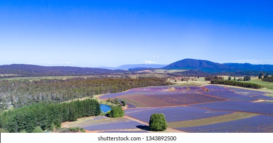 Lavender Farm Tasmania