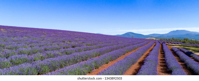 Lavender Farm Tasmania