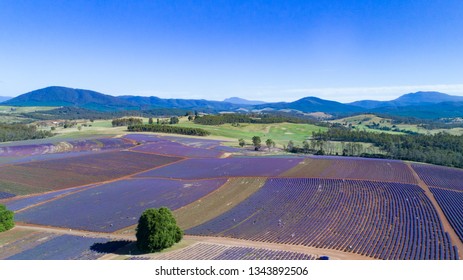 Lavender Farm Tasmania