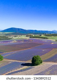 Lavender Farm Tasmania