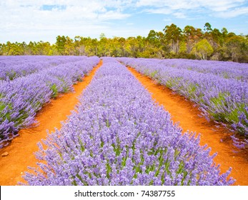 Lavender Farm In Tasmania Australia