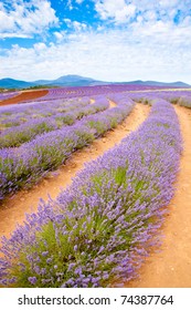 Lavender Farm In Tasmania Australia