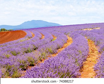 Lavender Farm In Tasmania Australia