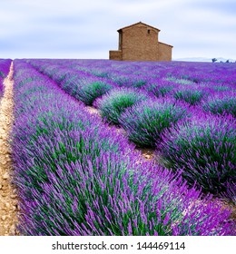 lavender field - Shutterstock ID 144469114