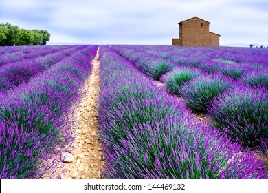 lavender field - Shutterstock ID 144469132