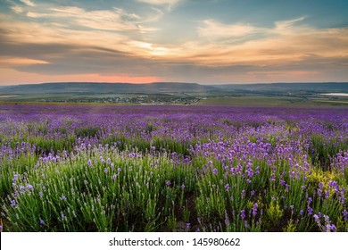 Lavender field - Shutterstock ID 145980662