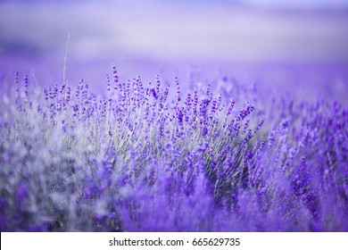 Lavender Field