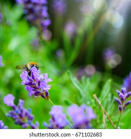 Lavender Field