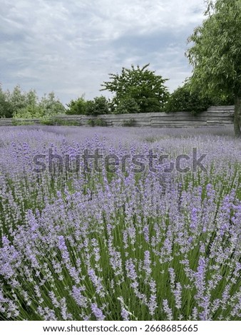 lavender field, in a lavender field