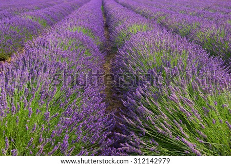 Similar – #A# Lavender Width