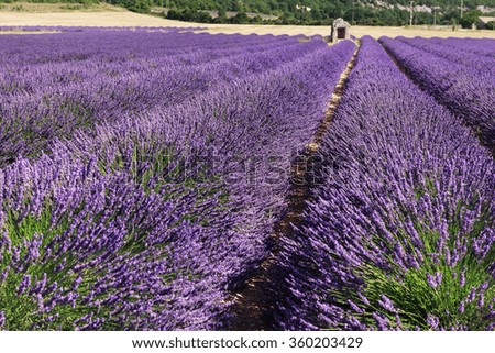 Similar – #A# Purple Field