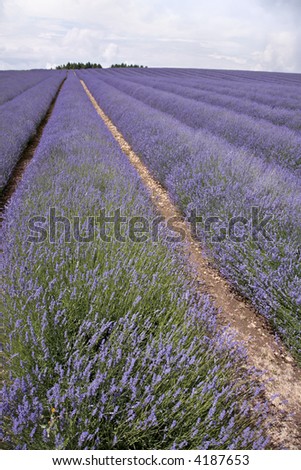 Similar – #A# Lavender Width