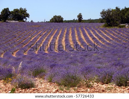 Similar – #A# Lavender Good Art