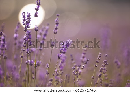 Similar – #A# Lavender Sun