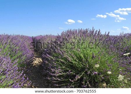 Similar – Lavender I Environment