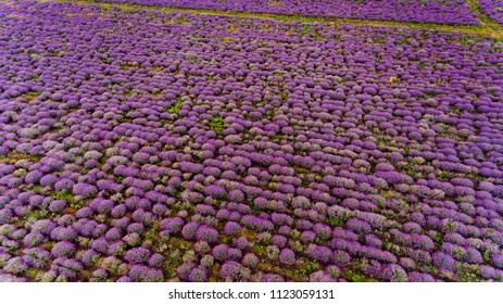 Lavender Field Aerial View.