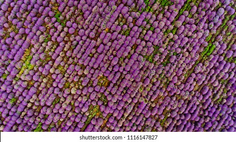 Lavender Field Aerial View. Top View.