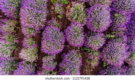 Lavender Field Aerial View. Top View.