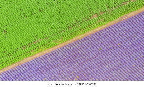 Lavender Field Aerial View. Top View.