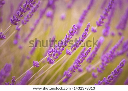 Similar – #A# Purple Wind