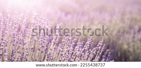 Similar – #A# Lavender Sun