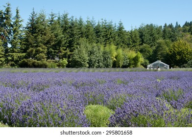 Lavender Field Barn Stock Photo 295801658 | Shutterstock