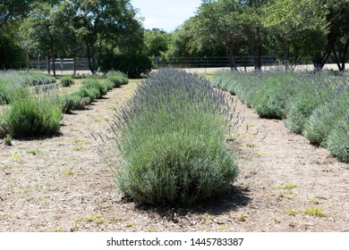 Lavender Field In Blanco Texas