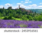 Lavender field in bloom near with the Sale San Giovanni village on the background, Langhe region, Piedmont, Italy, Europe