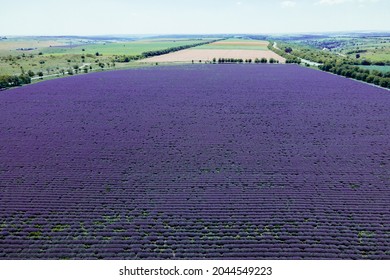 Lavender Field With Blooming Flowers Aerial View Drone Purple Field Summer Sun. Top View Or Aerial View From Drone Of Striped Purple Margaret Flowers Pattern