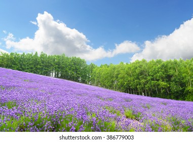 Lavender Field And Blue Sky In Summer At Furano Hokkaido Japan