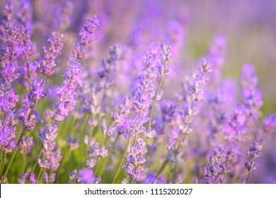 Lavender field from Bulgaria - Shutterstock ID 1115201027