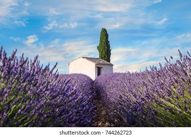 Lavender Field With Chapel