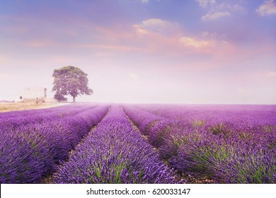 Lavender Field With Chapel And Tree