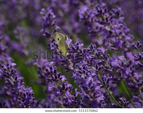 Lavender Field Closeup Butterfly Sunny Fresh Stock Photo - 