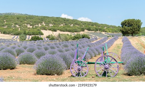 Lavender Field And Decorative Bicycle