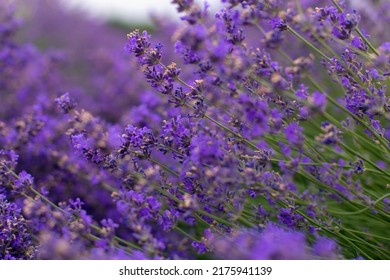 Lavender Field. Lavender Flowers Close Up