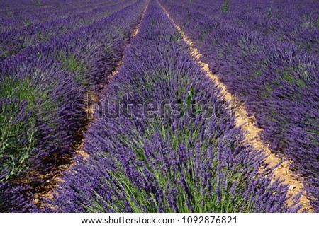 #A# Lavender Width