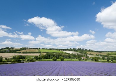 A Lavender Field In Full Bloom, Kent, UK, 2012