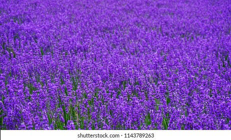 Lavender Field In Furano ,Hokkaido ,Japan