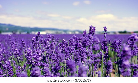 Lavender Field In Hokkaido, Japan