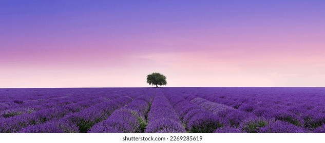 Lavender field to the horizon and blue sky - Powered by Shutterstock
