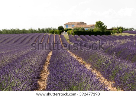 Similar – #A# Lavender Good Art