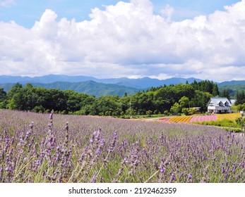 Lavender Field In Japan ,Gifu