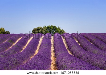 Similar – #A# Purple Field