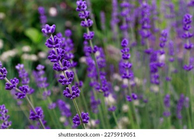 Lavender field. Lavender or lavandin flowers in Provence close-up. Growing lavender bushes to produce oil or hydrolate - Powered by Shutterstock