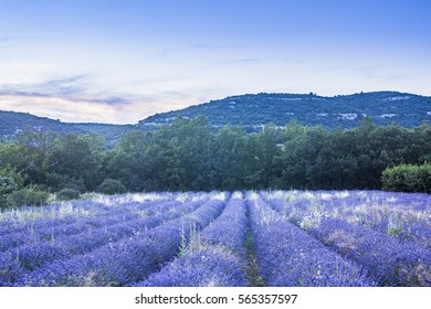 A Lavender Field In The Luberon, Provence.