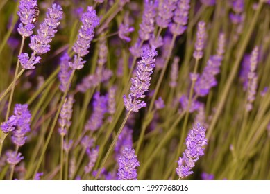 A Lavender Field At Night